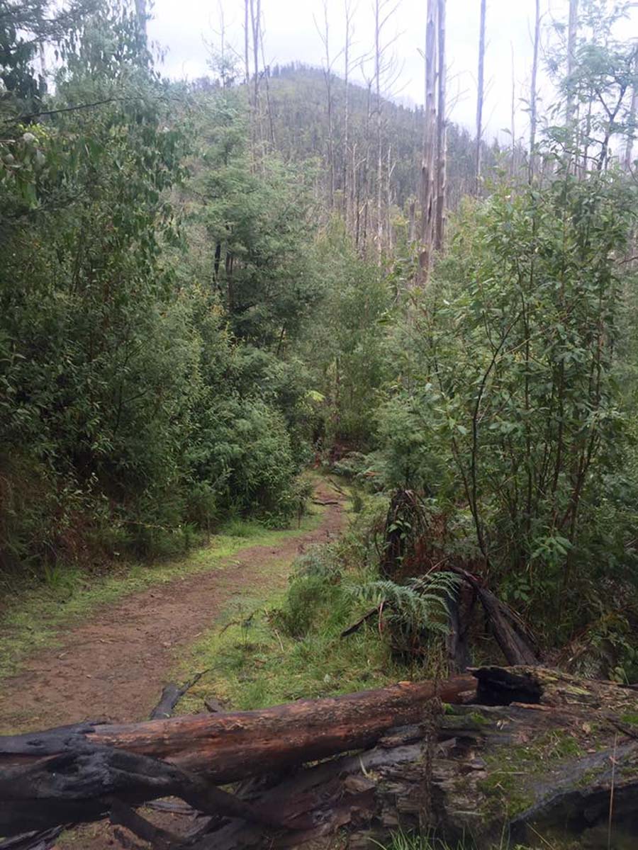 Keppell lookout & steavenson falls hike 5