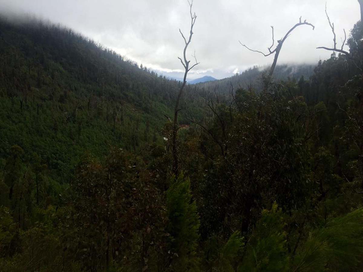 Keppell lookout & steavenson falls hike 7