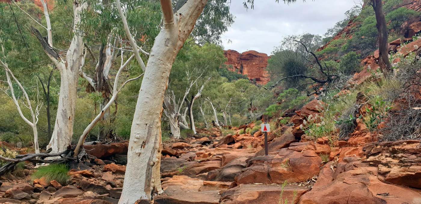 Kings creek walk watarrka (4)