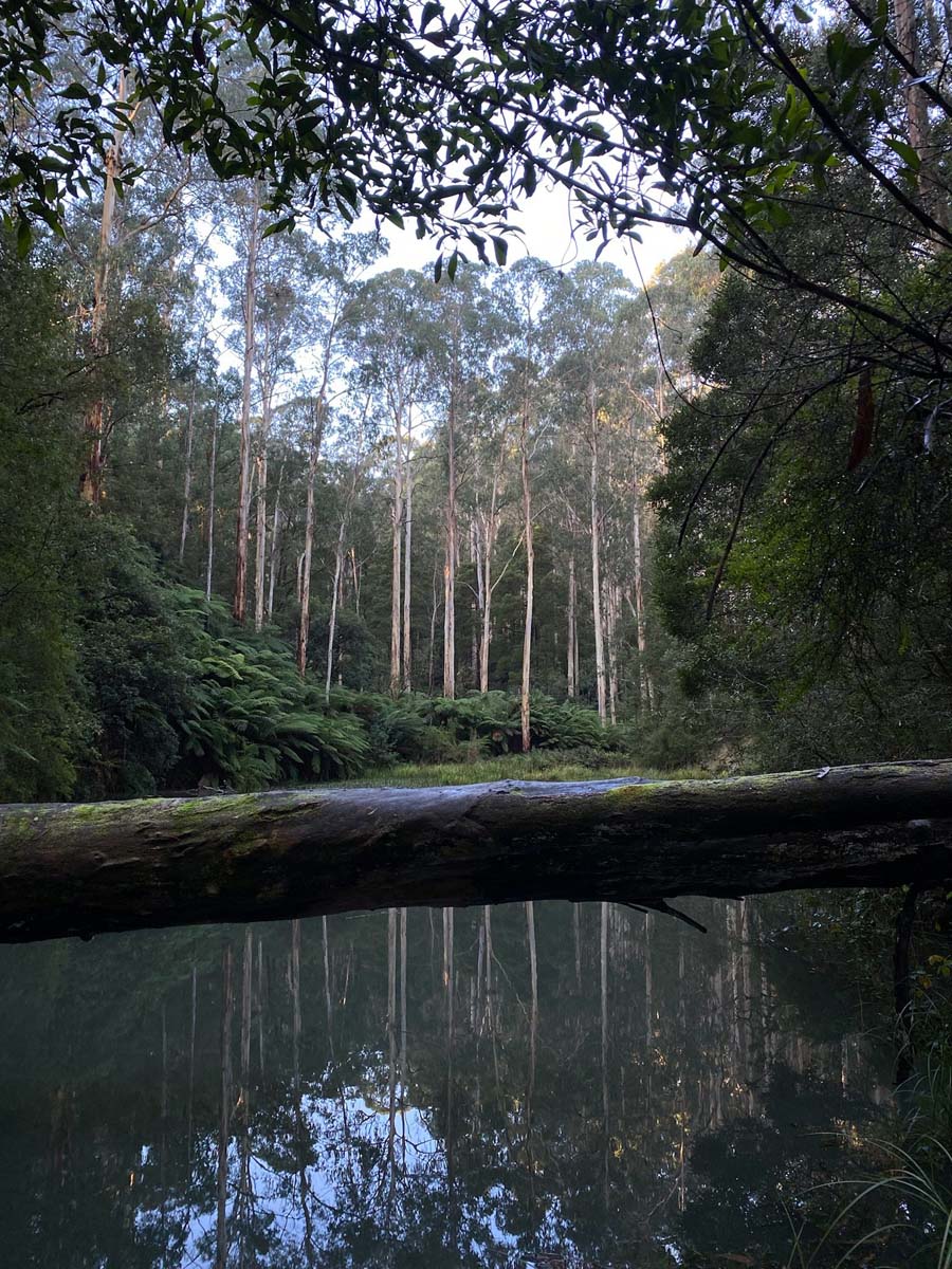 Lake elizabeth circuit walk 2