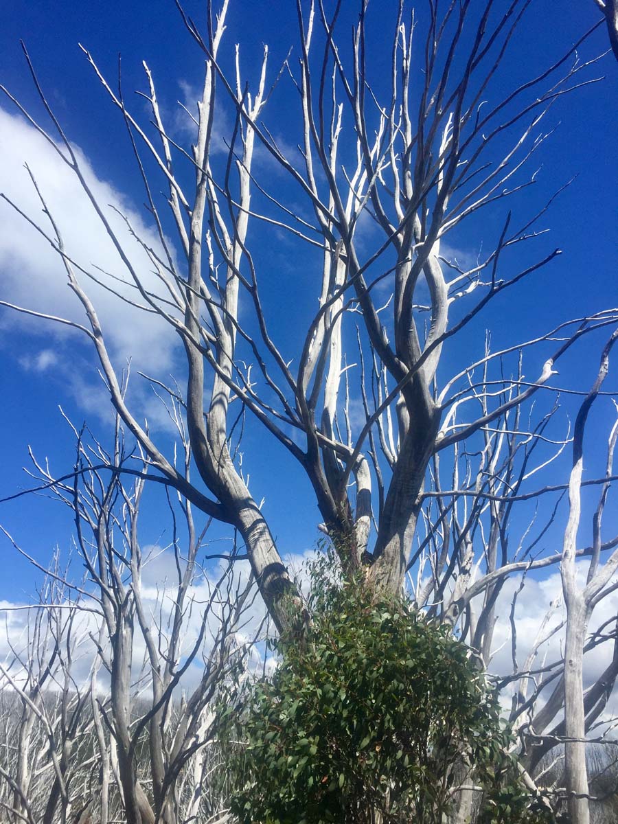 Lake mountain & keppel hut hike 33