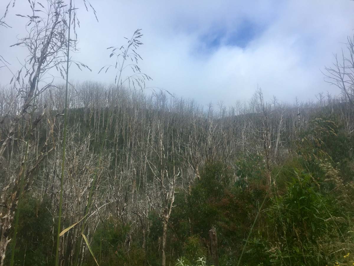 Lake mountain & keppel hut hike 5