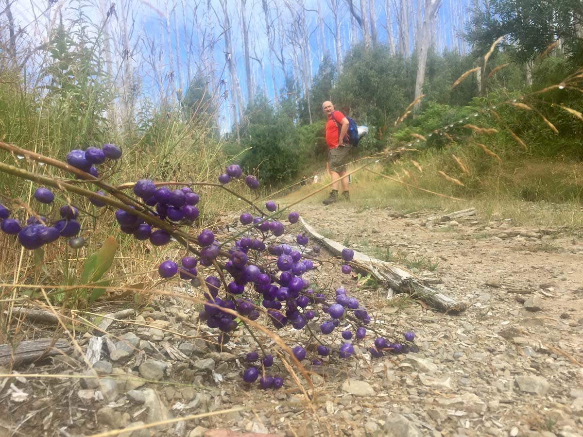 Lake mountain & keppel hut hike 7