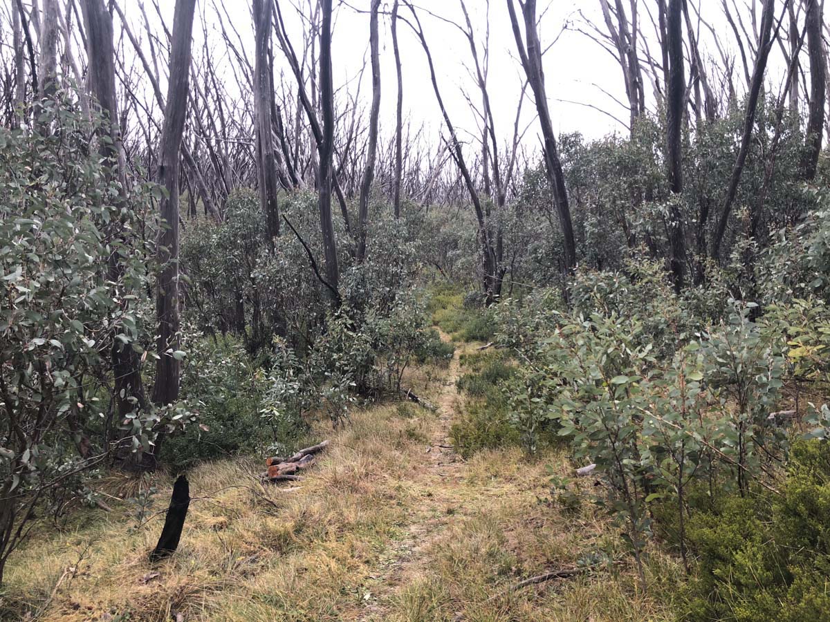 Lake mountain & keppel hut hike 75