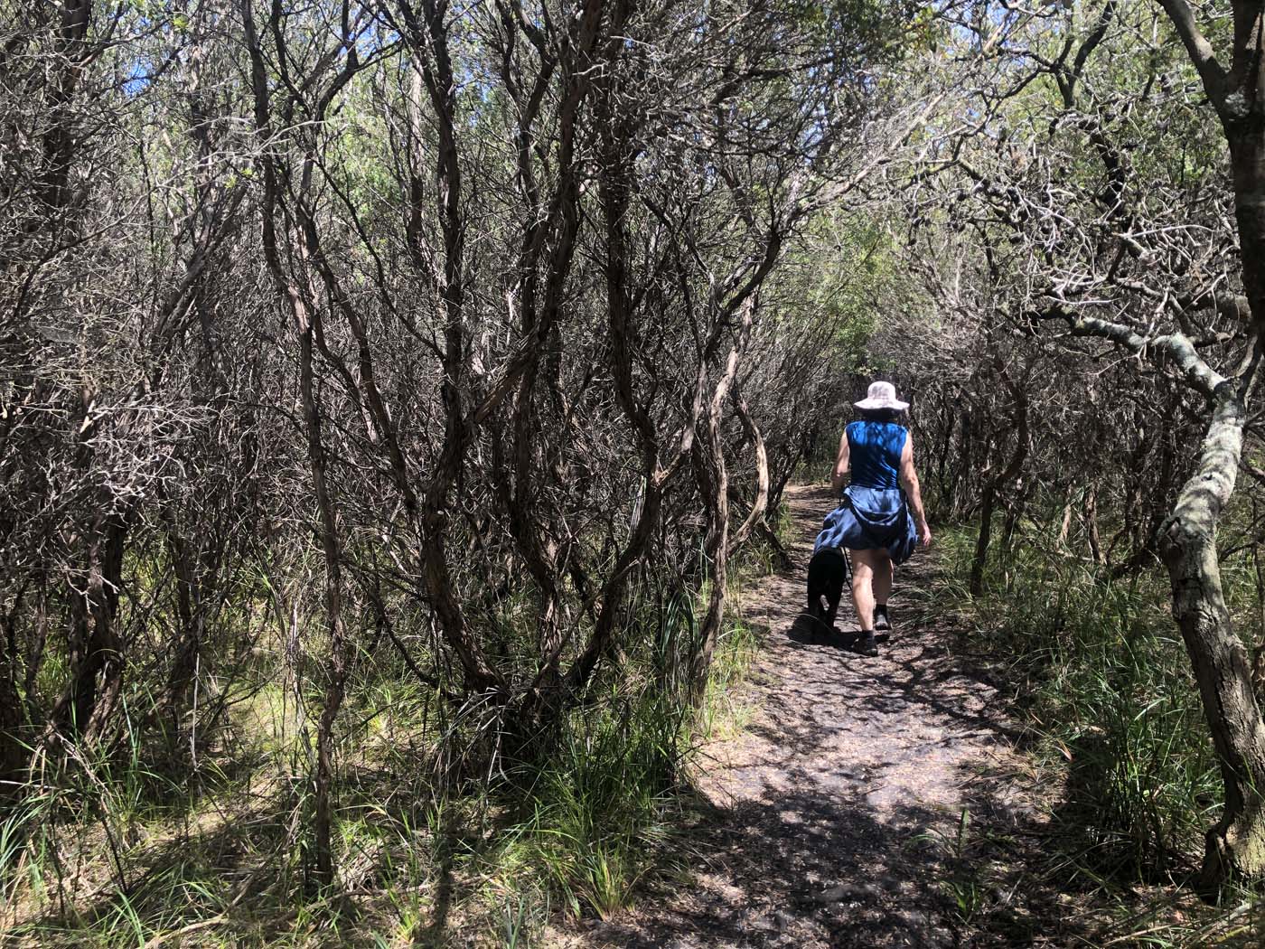 Lake tyers cliff top walk (16)