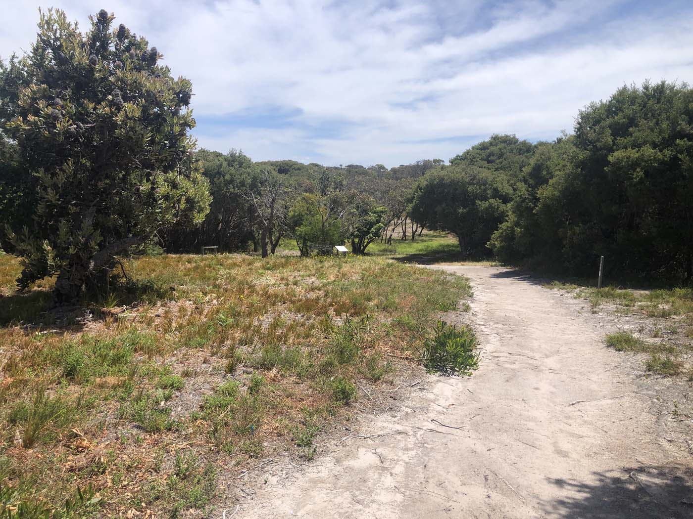 Lake tyers cliff top walk (19)