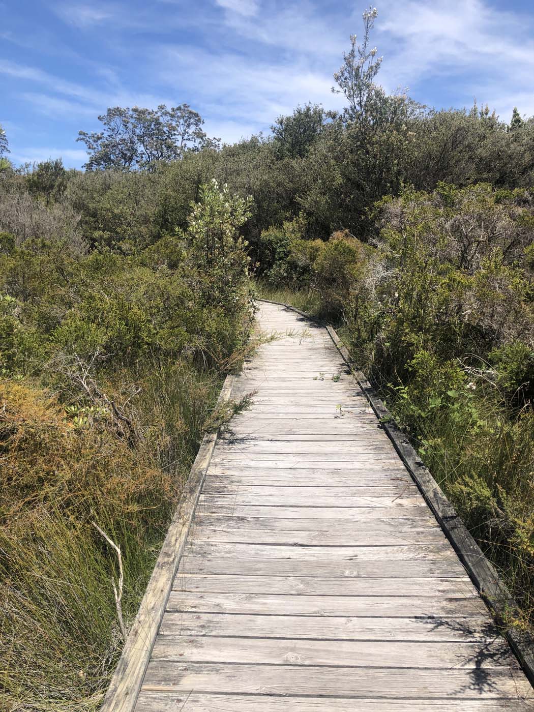 Lake tyers cliff top walk (21)