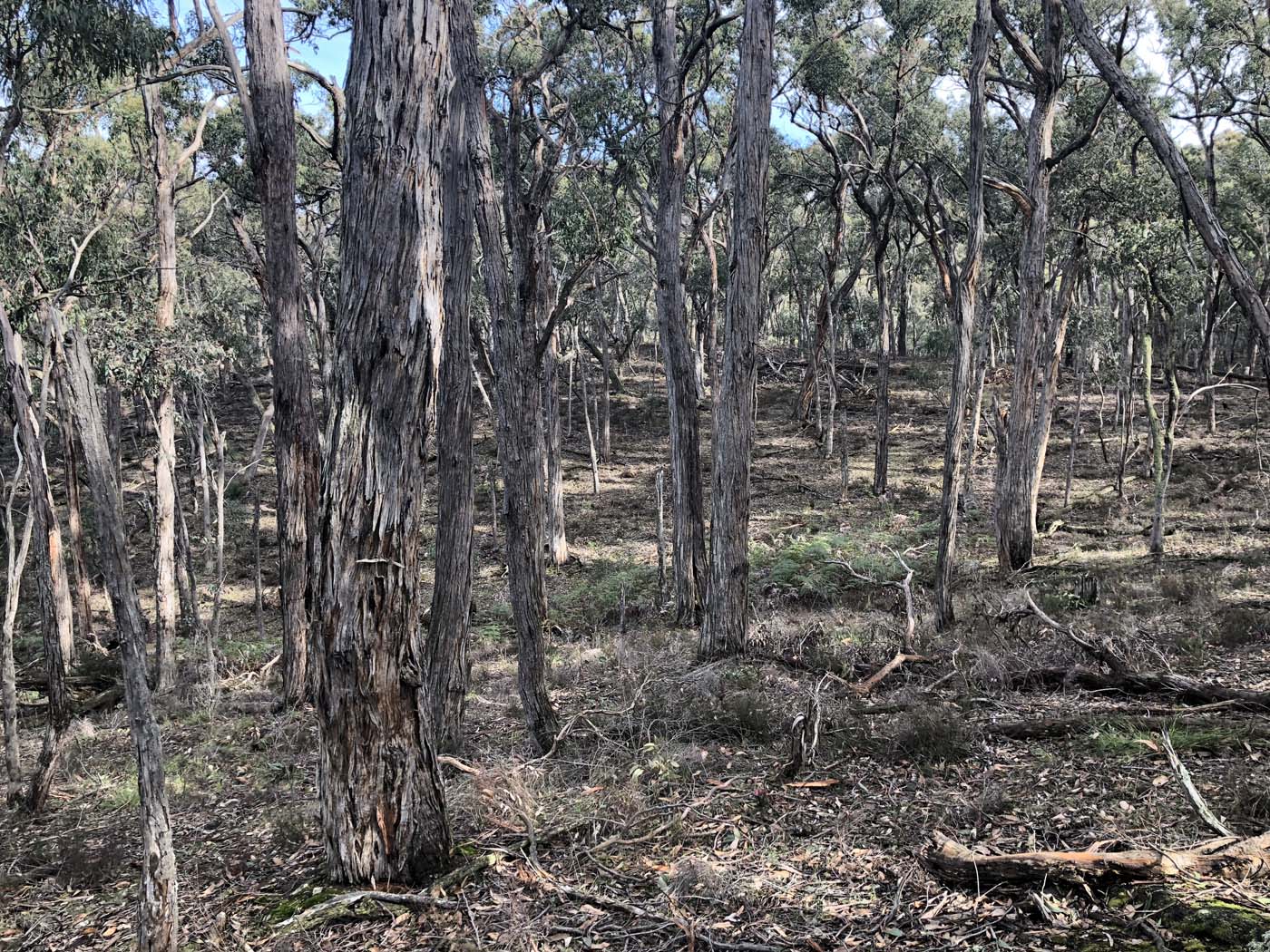 Lal lal bungal circuit (13)