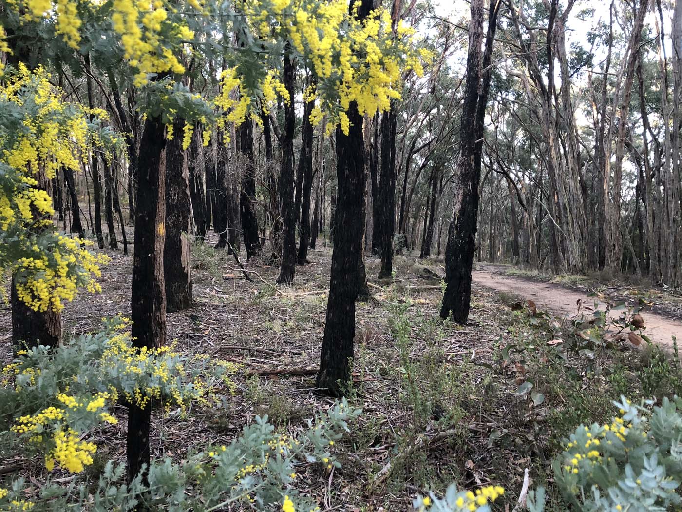 Lal lal bungal circuit (30)