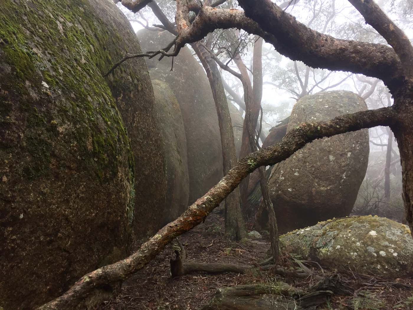 Mount gorrin hike (35)