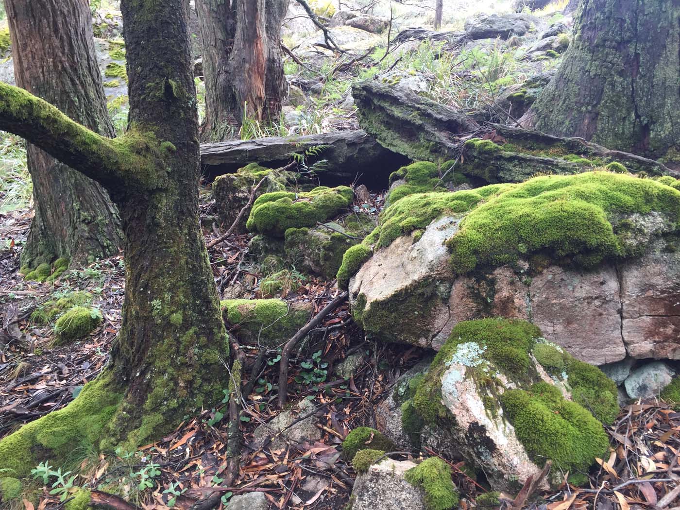 Mount langi ghiran hike 12