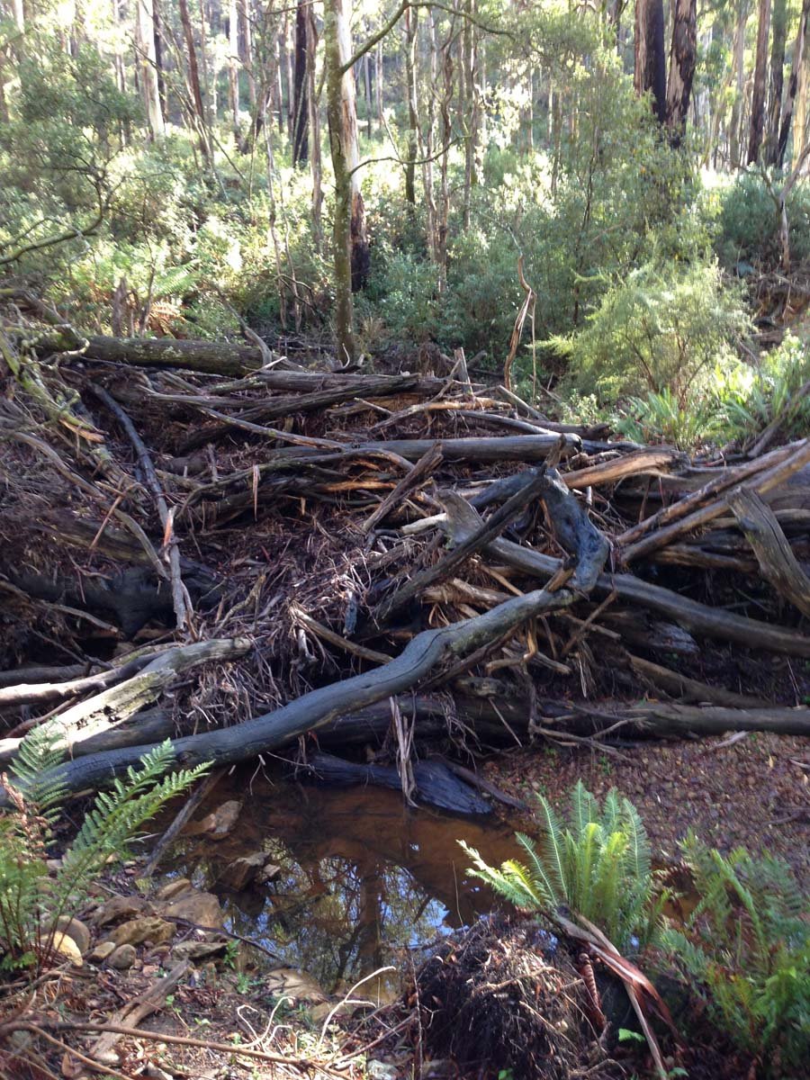 Lerderderg heritage river & whipstick loop hike 10