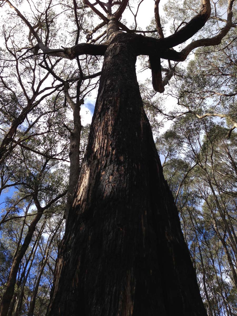 Lerderderg heritage river & whipstick loop hike 21