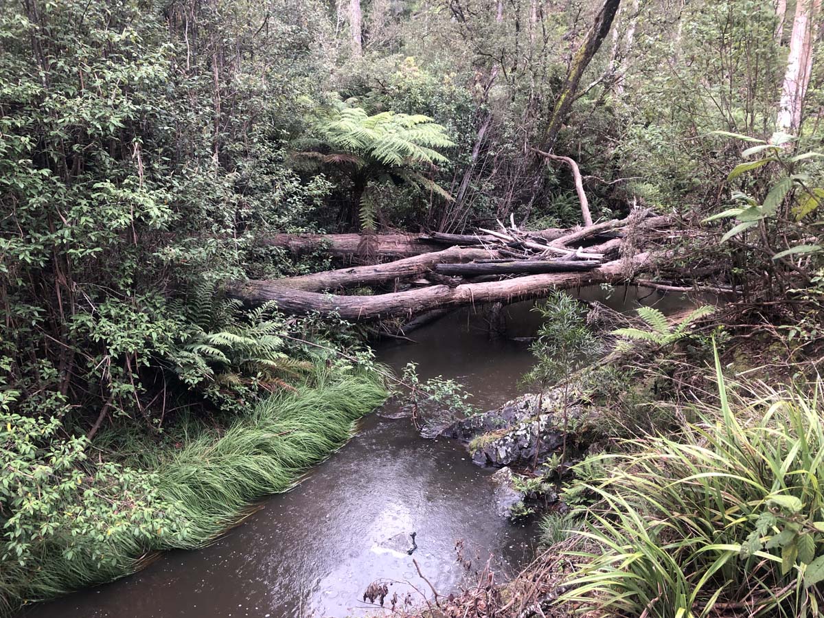 Lerderderg heritage river walk 11