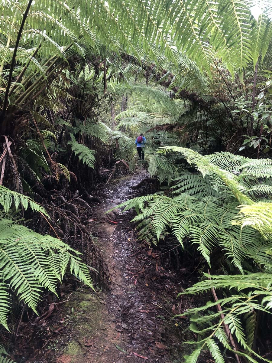 Lerderderg heritage river walk 12