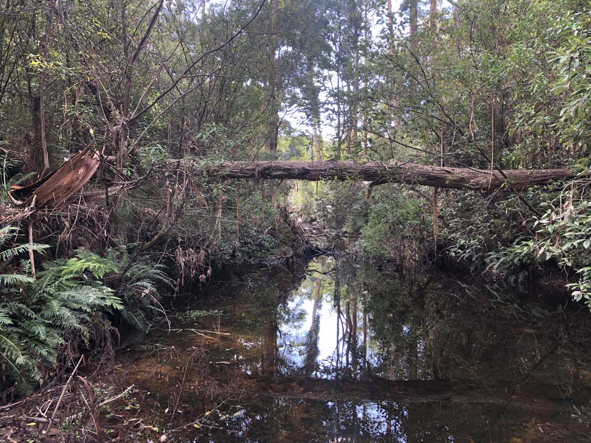 Lerderderg heritage river walk 25
