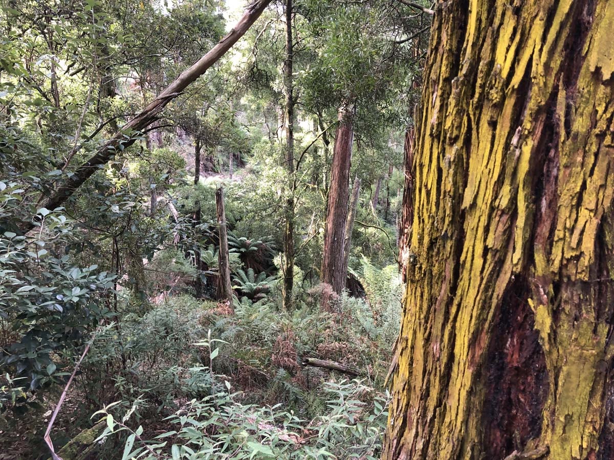 Lerderderg heritage river walk 34