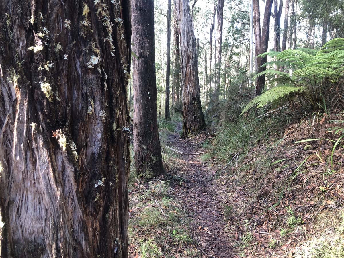 Lerderderg heritage river walk 4