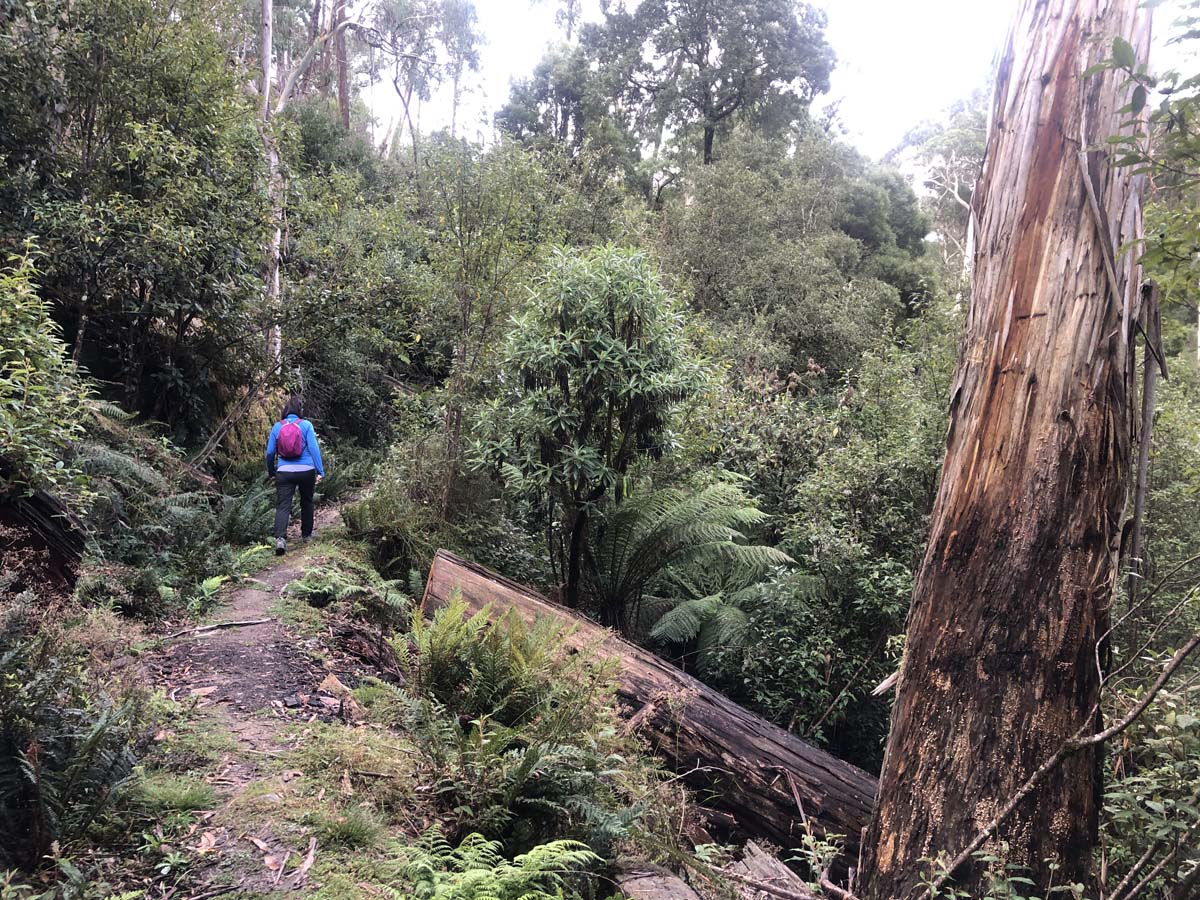 Lerderderg heritage river walk 9