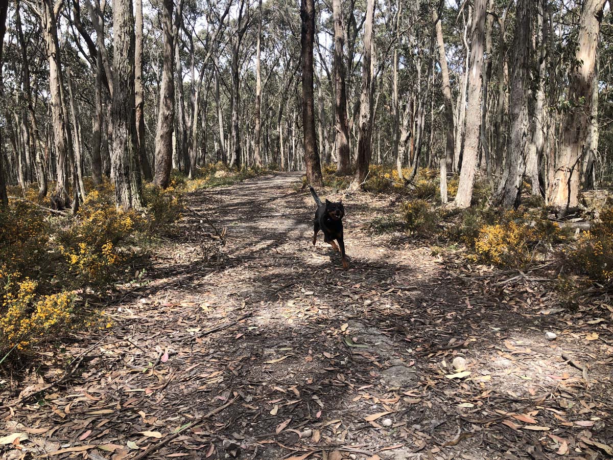 Lerderderg northern circuit hike 2