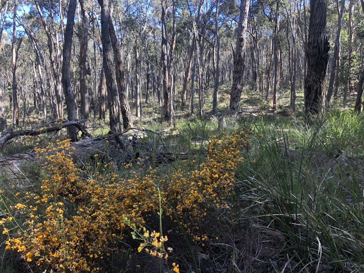 Lerderderg northern circuit hike 25