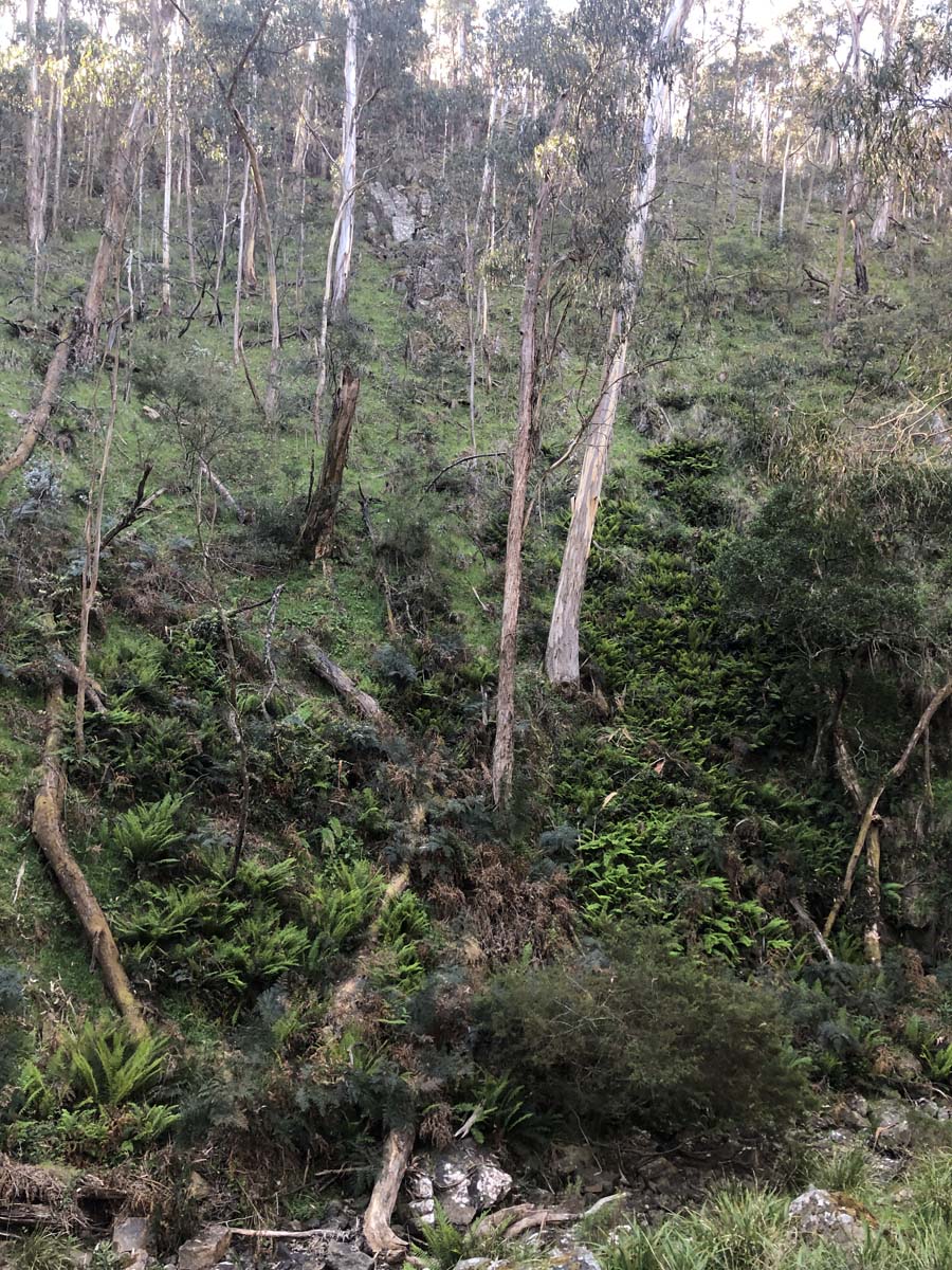 Lerderderg northern circuit hike 30