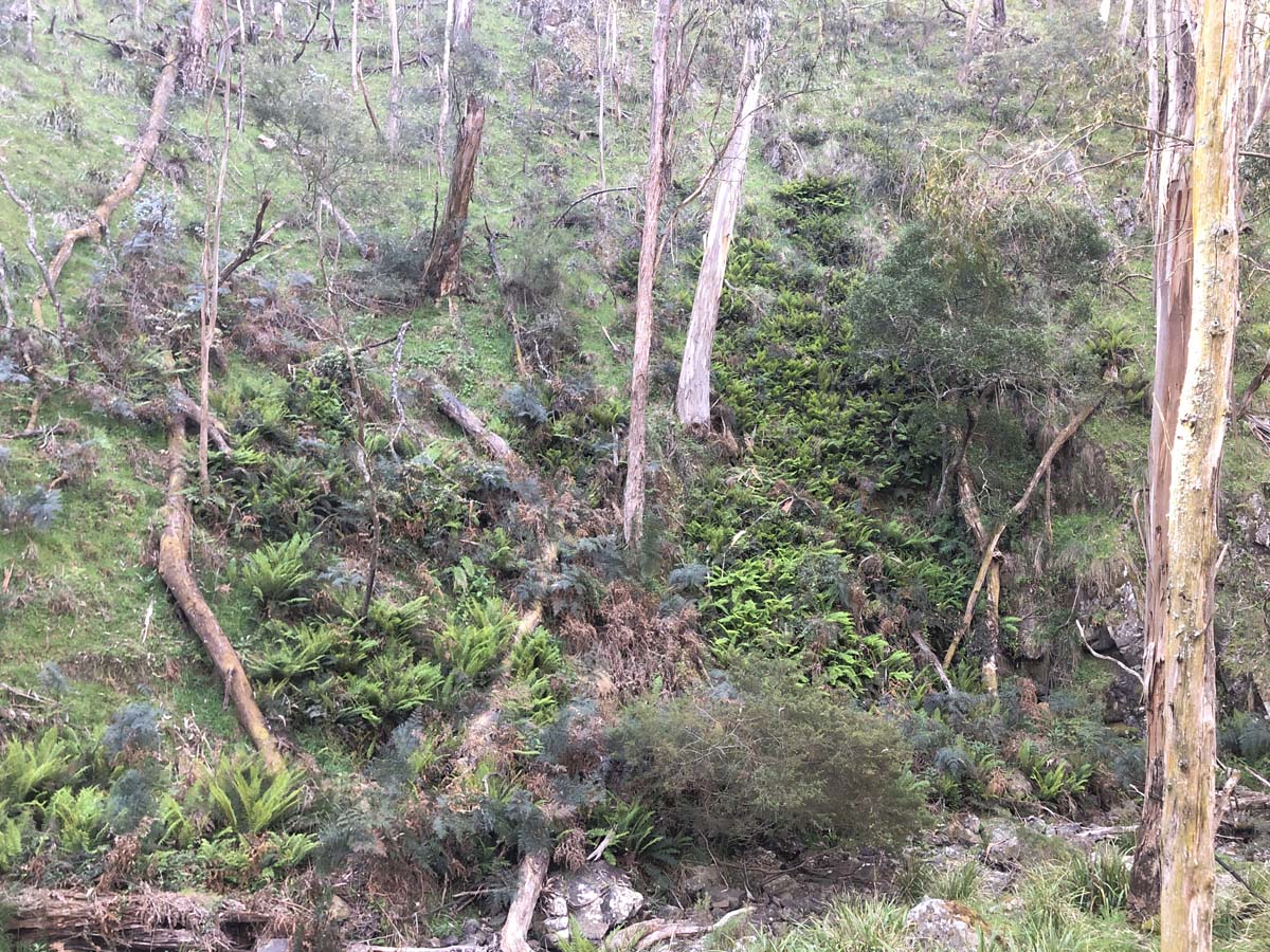 Lerderderg northern circuit hike 31