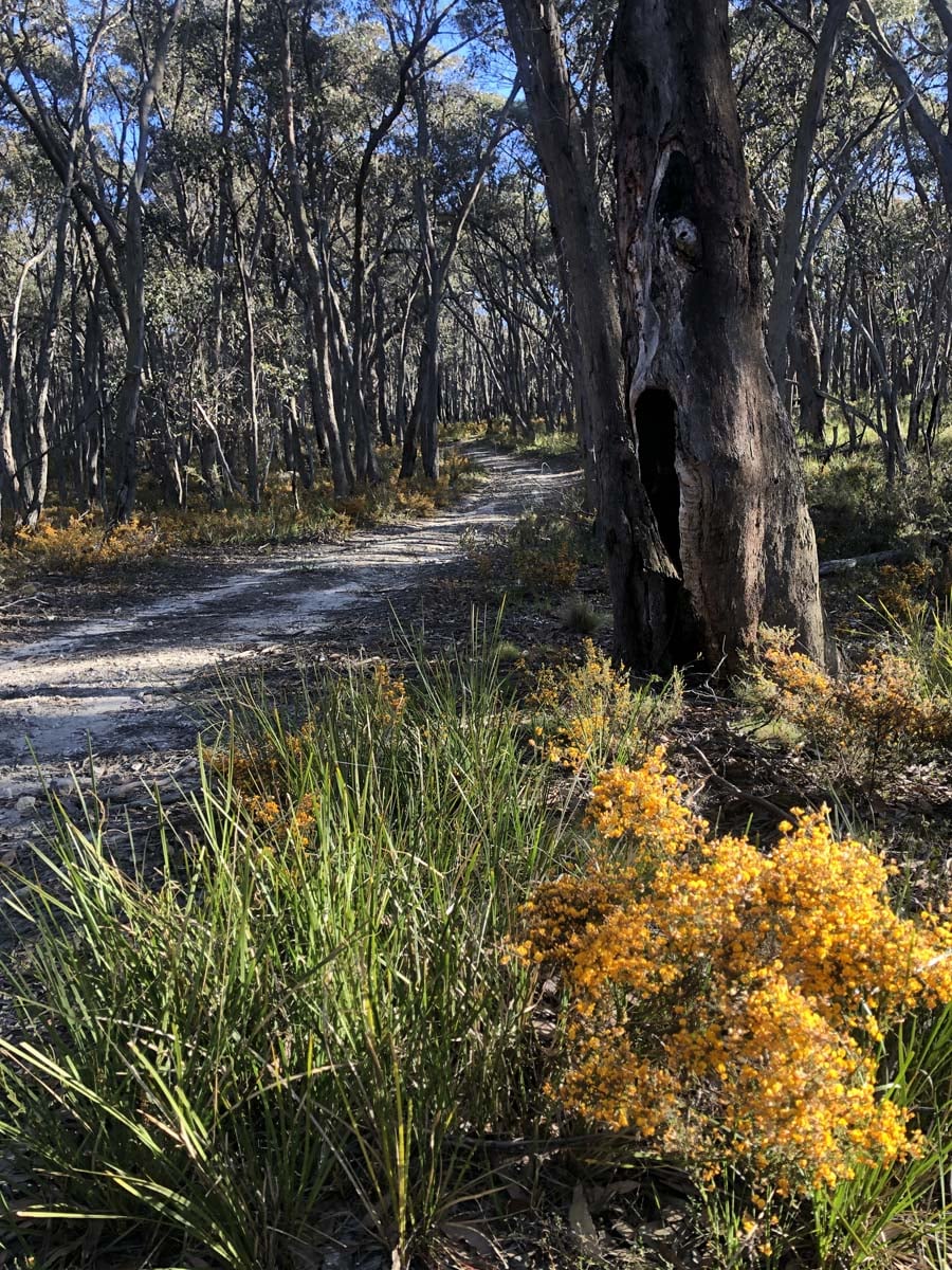 Lerderderg northern circuit hike 35