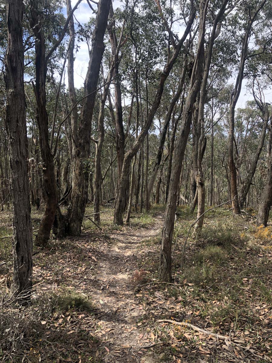 Lerderderg northern circuit hike 5