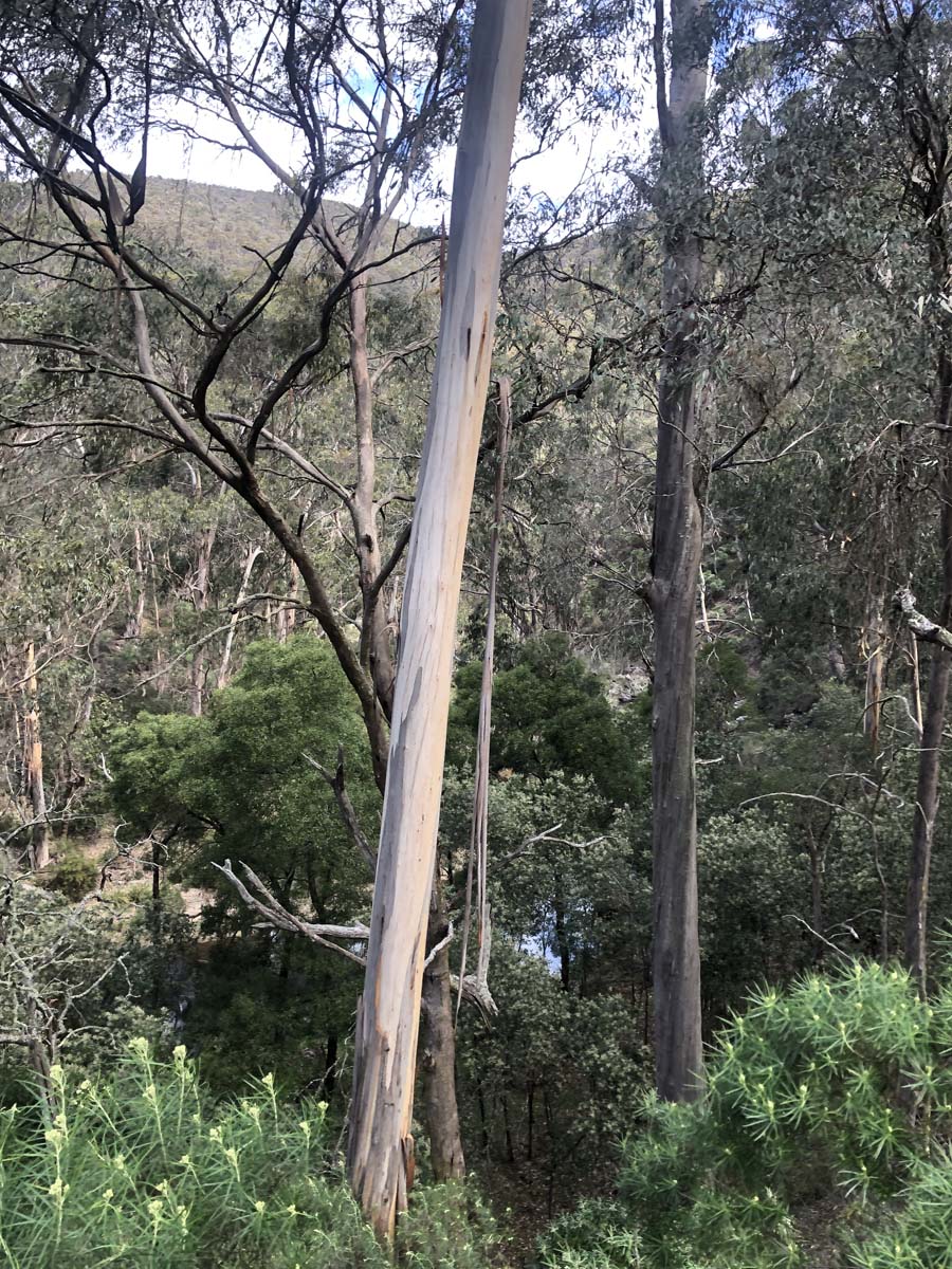 Lerderderg northern circuit hike 7