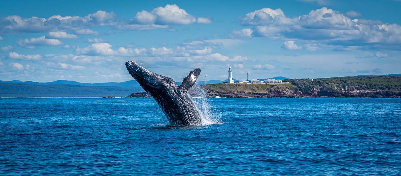Light to light walk whale credit sblanch