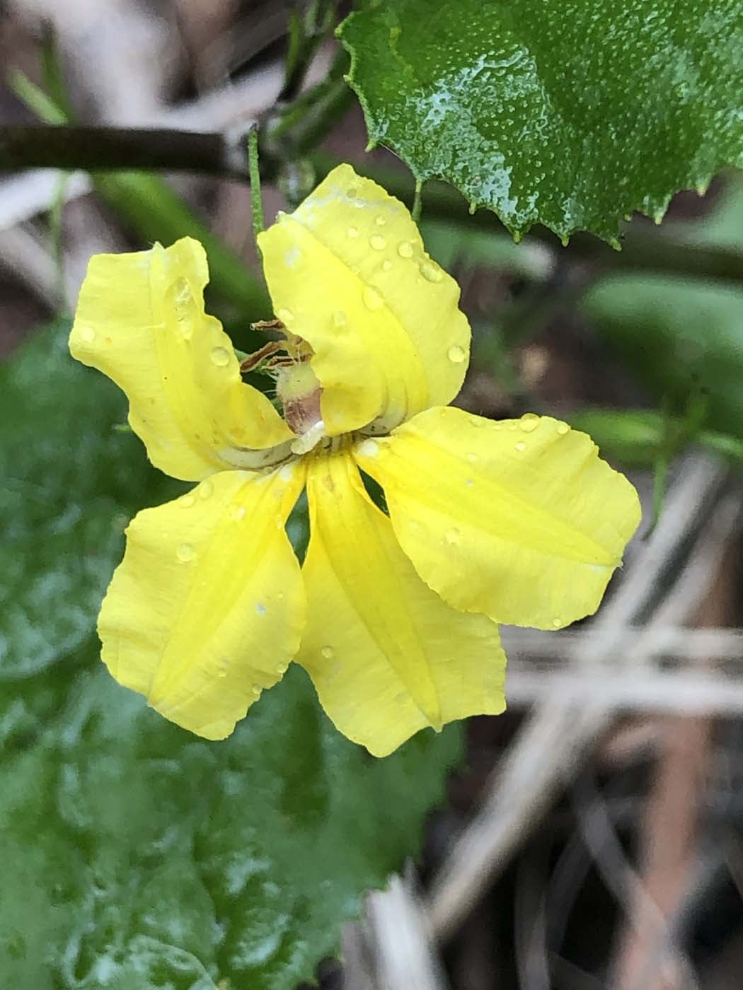 Lonely bay walk (13)