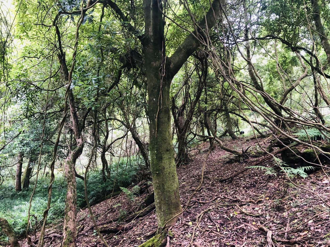 Lonely bay walk (3)