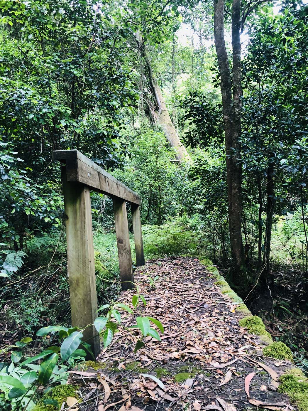 Lonely bay walk (4)