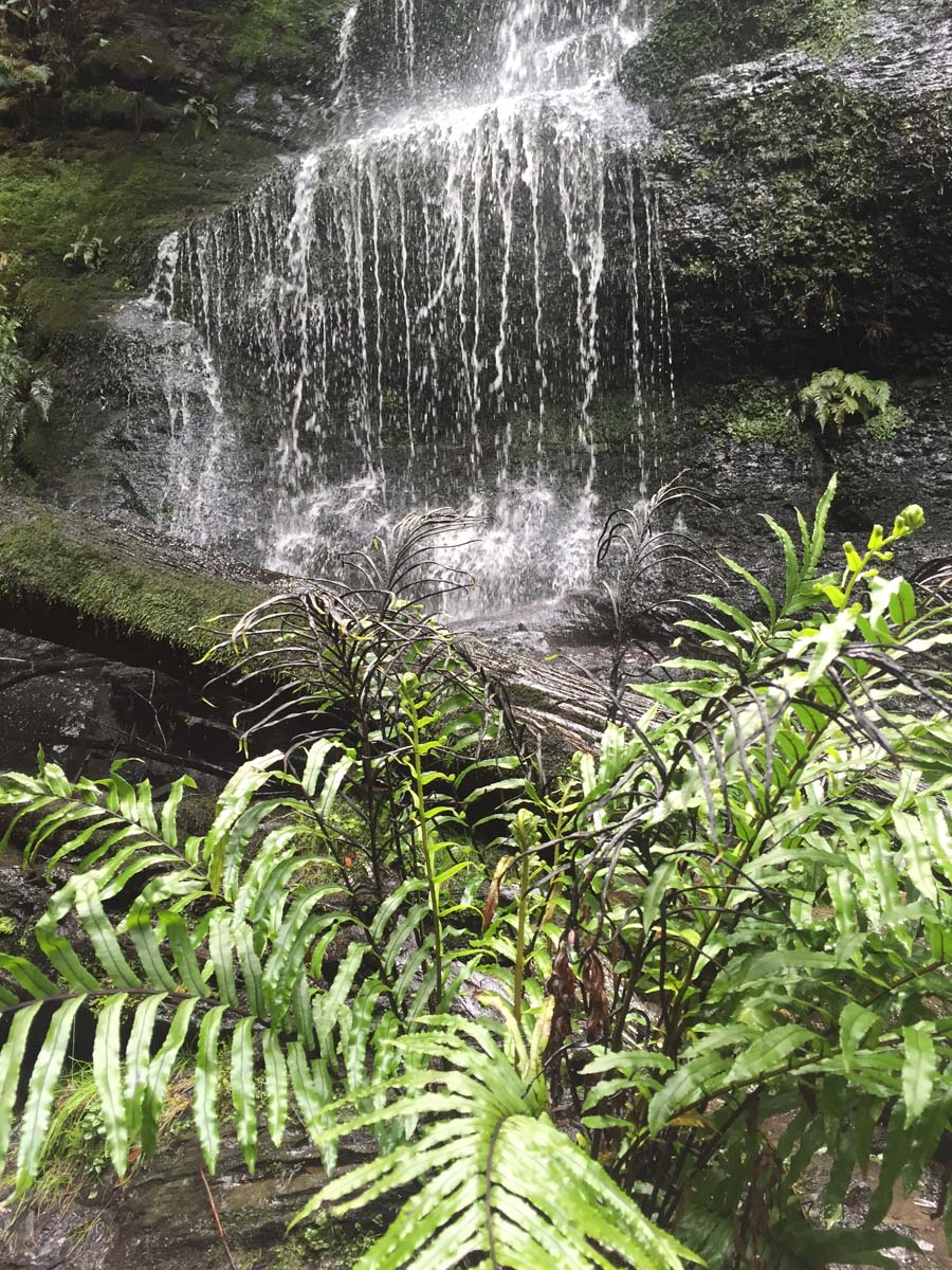 Lorne waterfalls canyon & castle rock hike 24