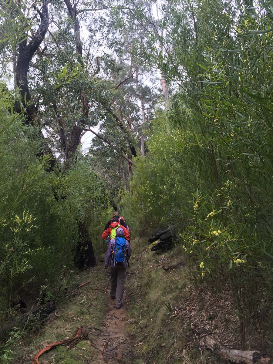 Lorne waterfalls canyon & castle rock hike 5