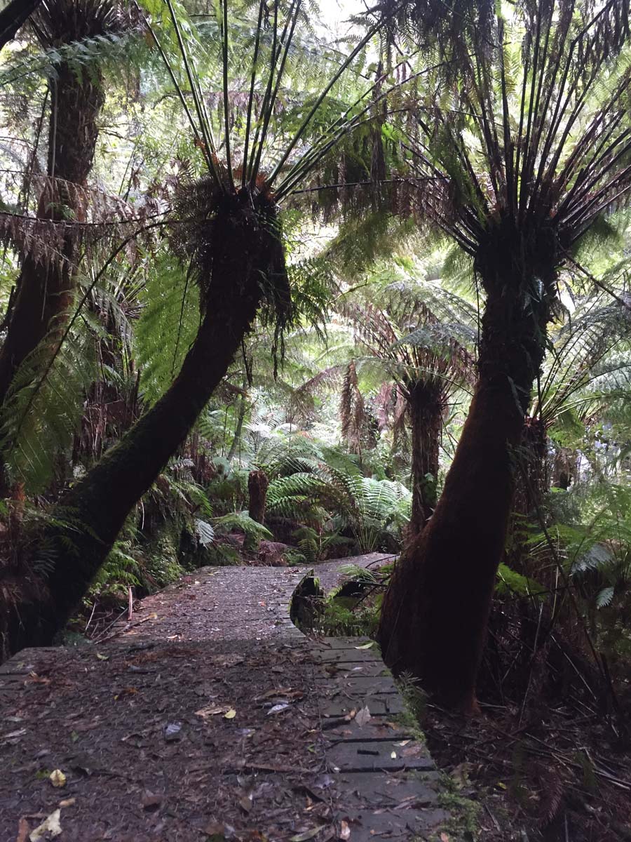 Lorne waterfalls canyon & castle rock hike 7