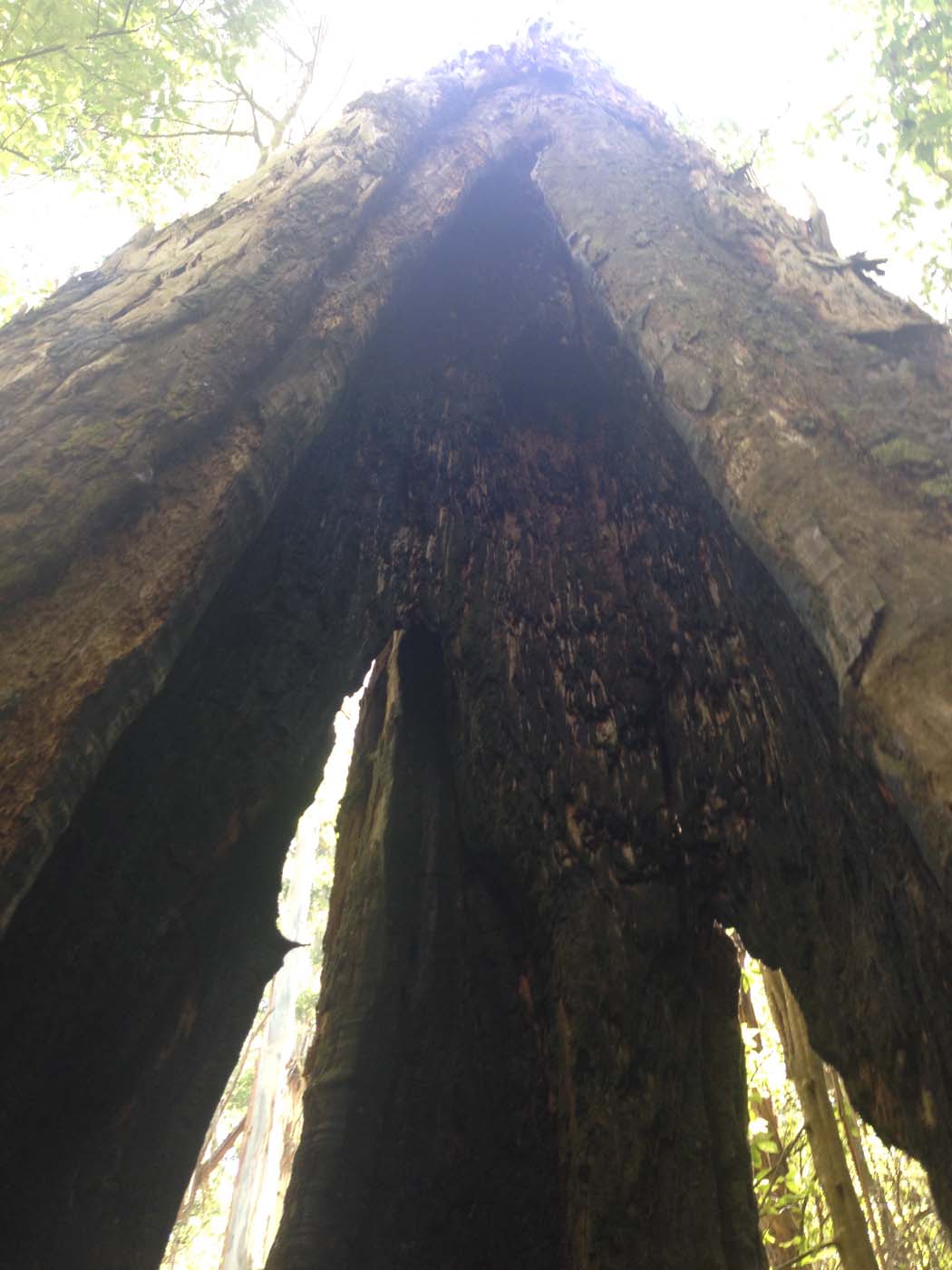 Lorne waterfalls hike (16)