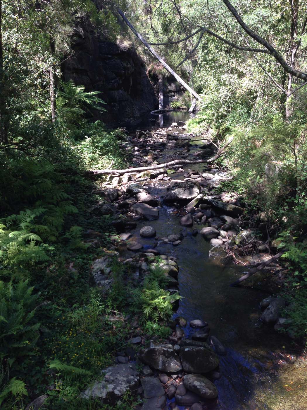 Lorne waterfalls hike (2)