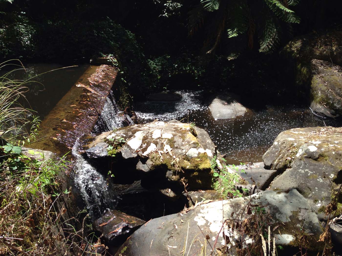 Lorne waterfalls hike (6)