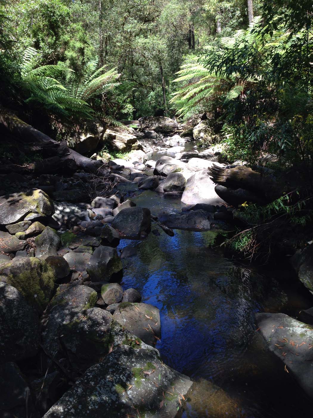 Lorne waterfalls hike (7)