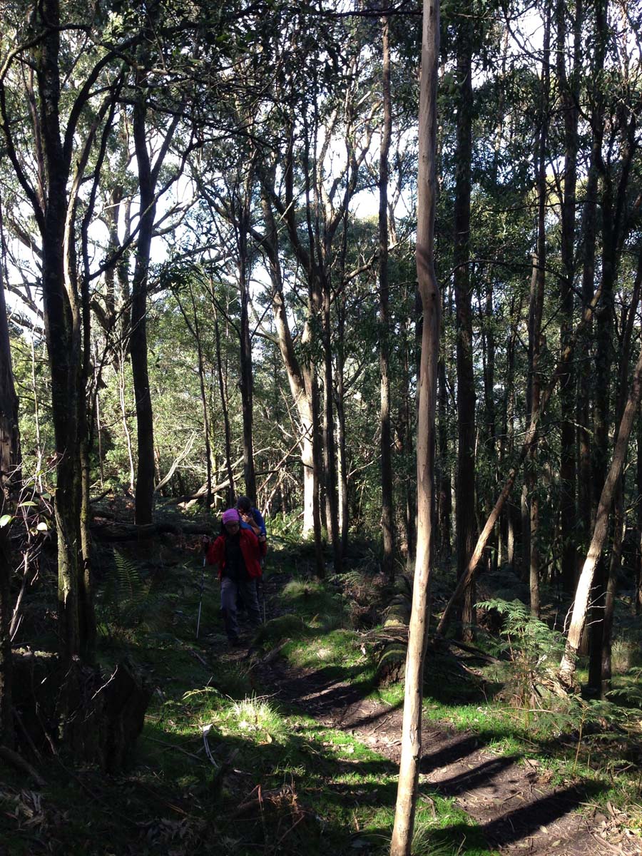 Macedon ranges walking trail 16