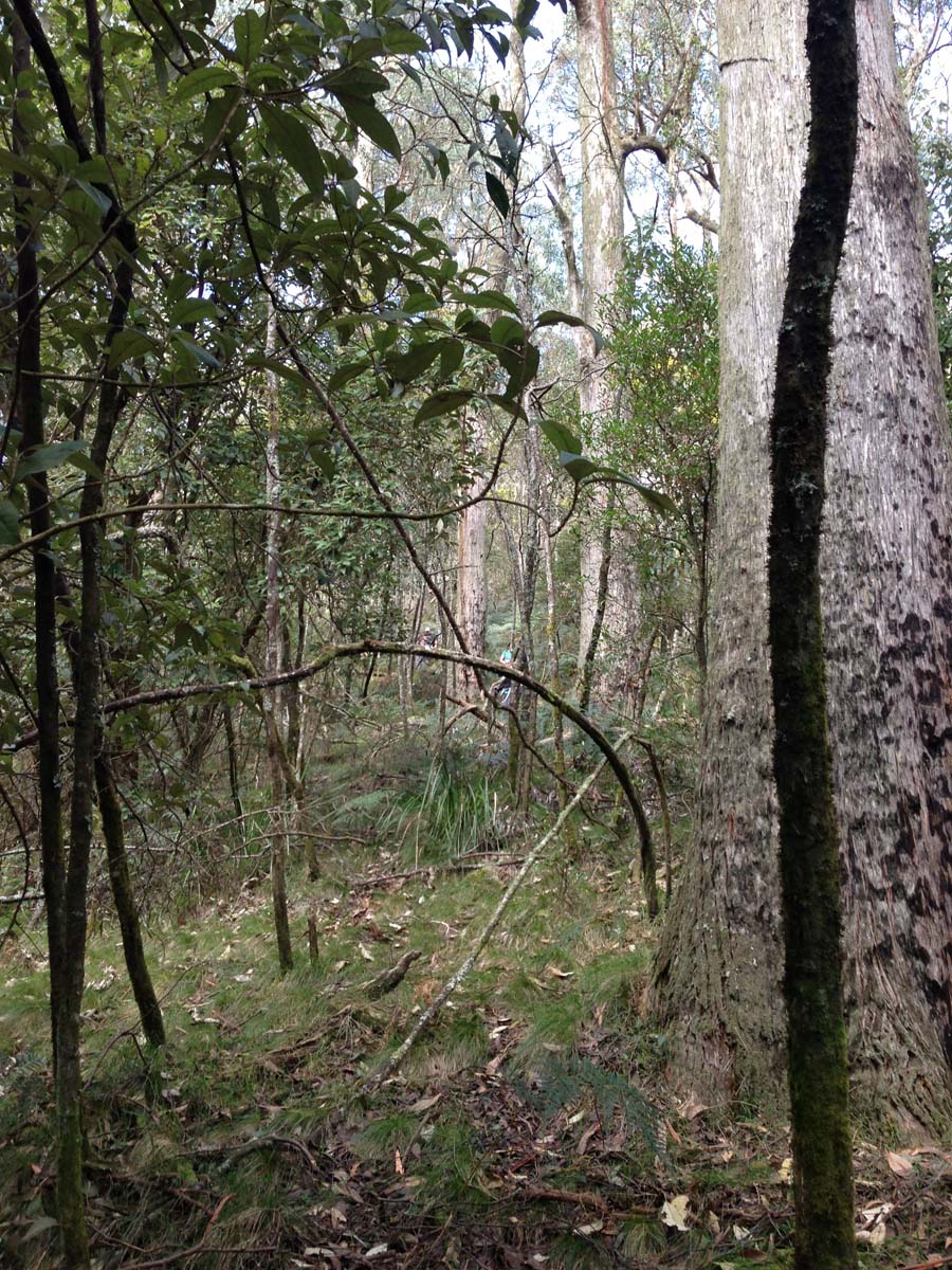 Macedon ranges walking trail 23