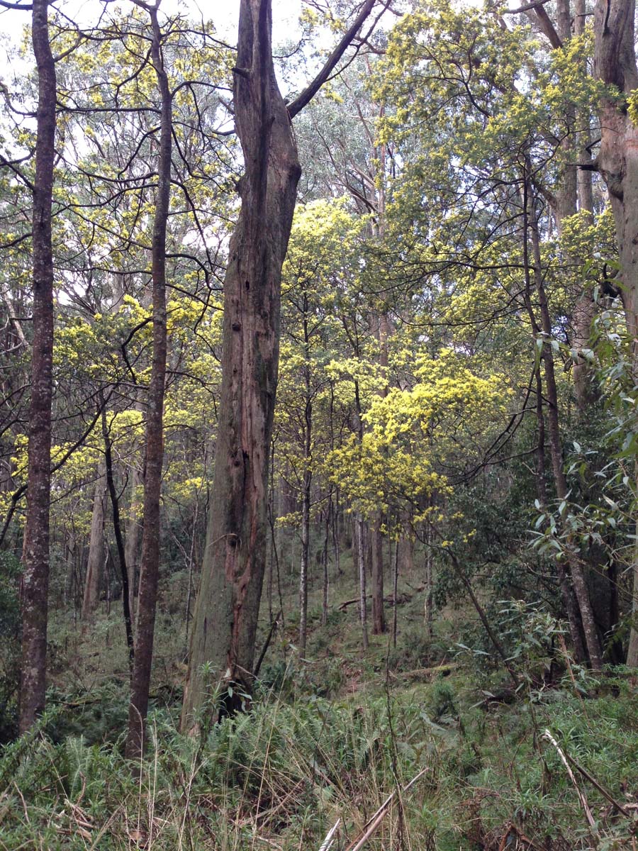Macedon ranges walking trail 34