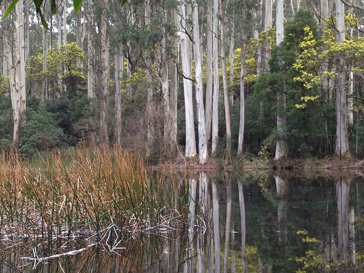 Macedon ranges walking trail 37