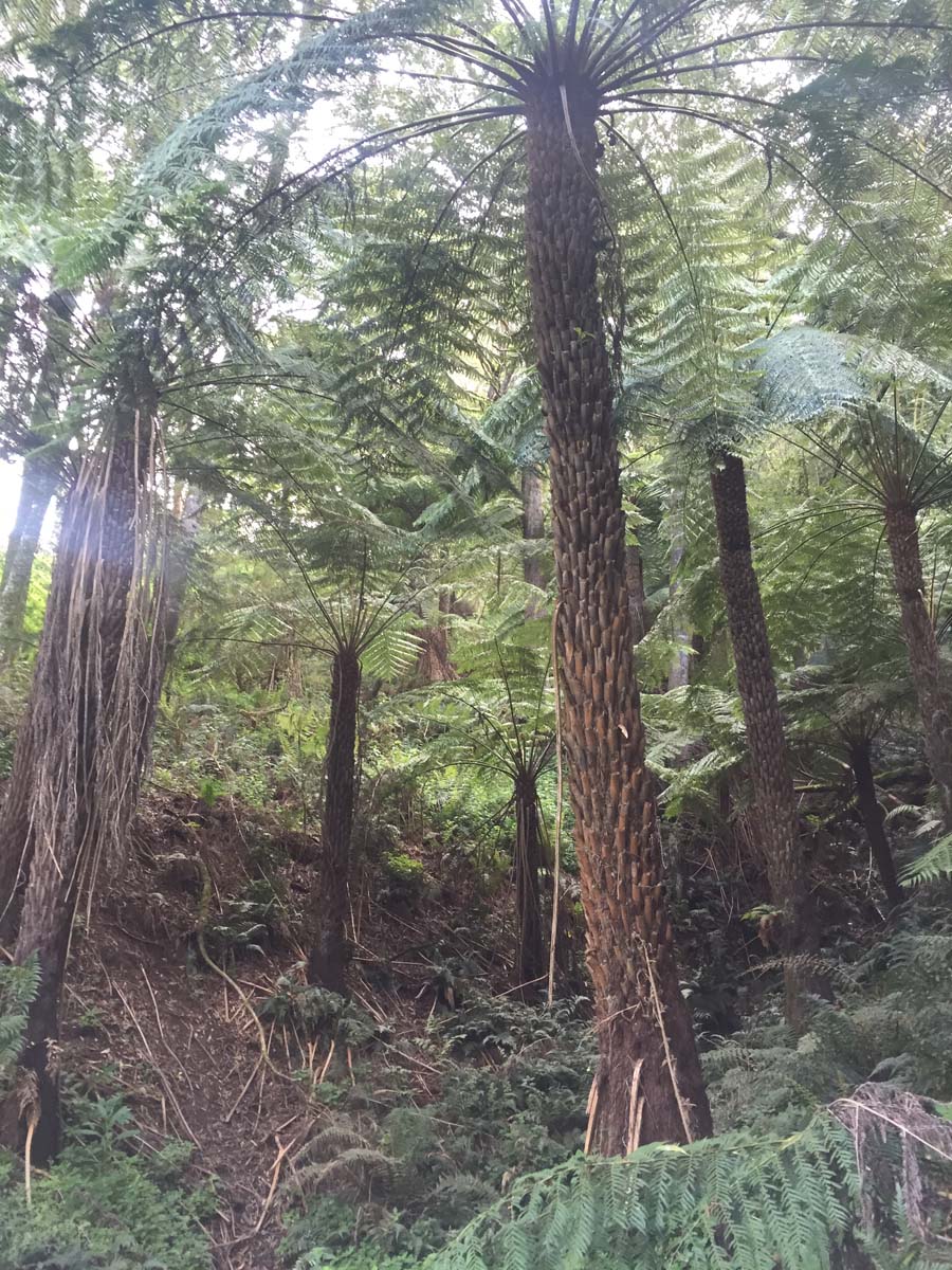 Mack's creek loop hike 11