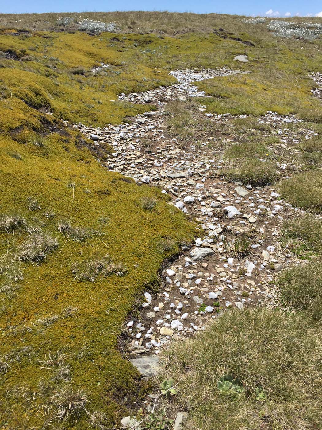 Main range walking track (16)