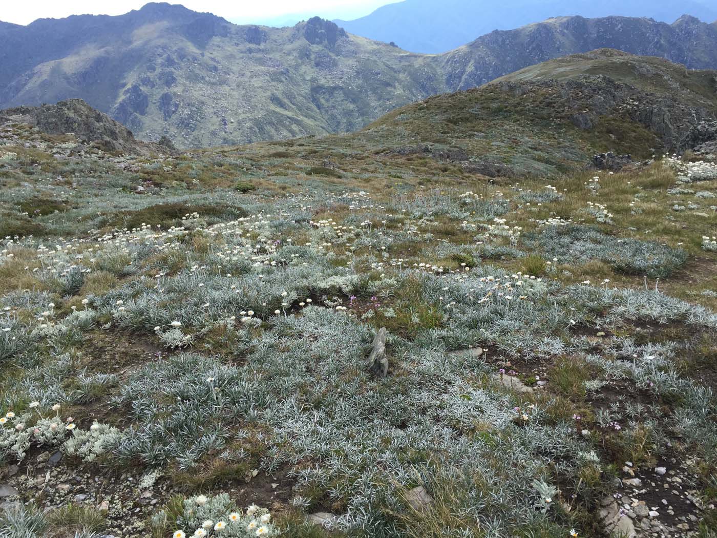 Main range walking track (22)