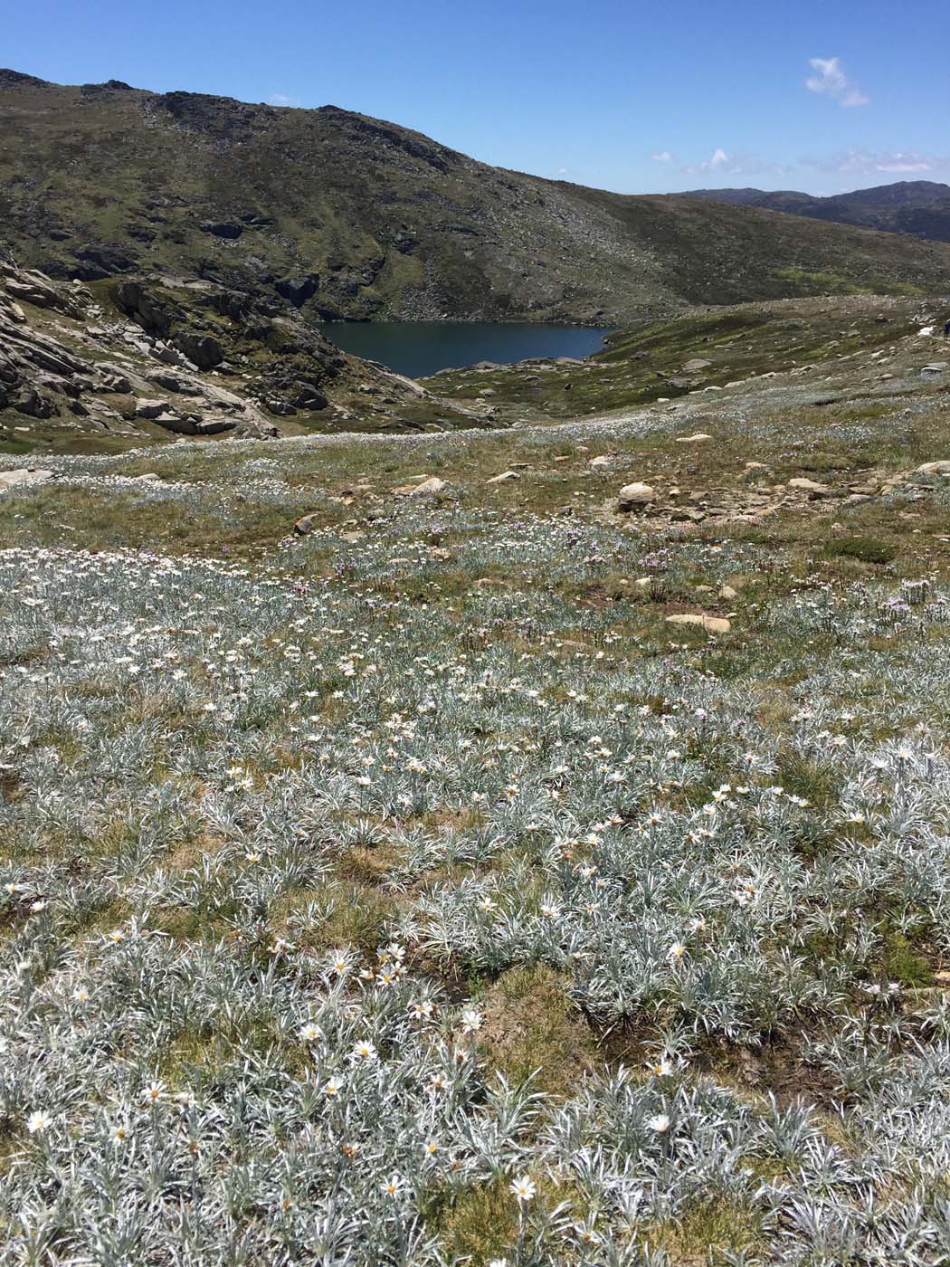Main range walking track (4)