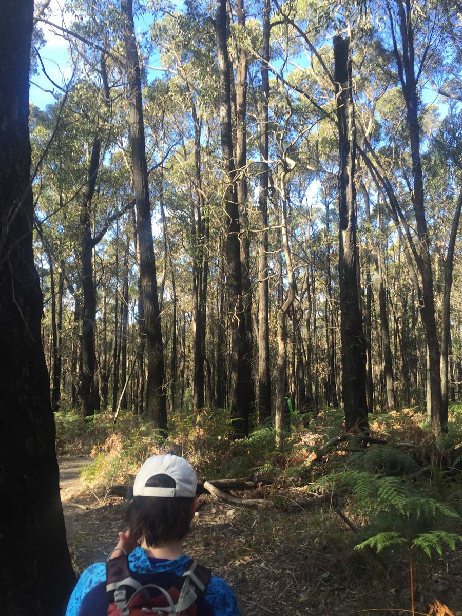 Major mitchell plateau one way hike 42
